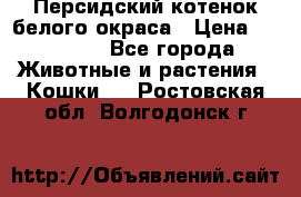Персидский котенок белого окраса › Цена ­ 35 000 - Все города Животные и растения » Кошки   . Ростовская обл.,Волгодонск г.